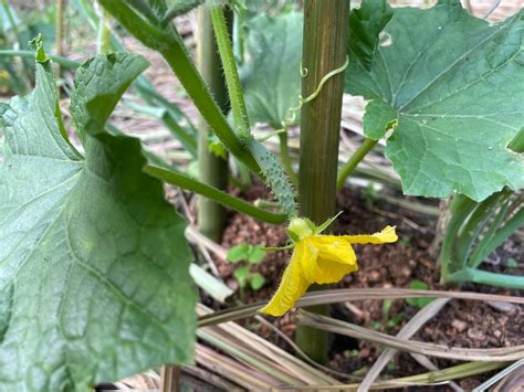 小黃瓜生長週期|【務農週記】番外篇：緬懷小黃瓜，種植紀錄／那些日子我做過的。